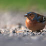 Fringilla coelebs