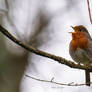 Erithacus rubecula