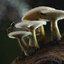Where small wonders live