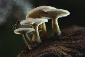 Where small wonders live