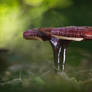 Ganoderma lucidum (Reishi)