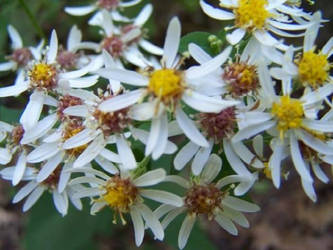 Summer Blossoms II