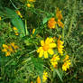 Yellow Wildlowers