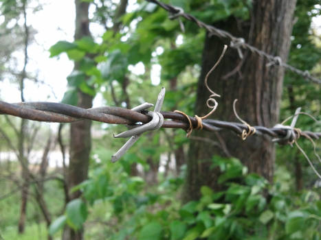 barbed wire forest