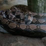 That Giant Snake Like Bigger at Zoo Sydney NSW