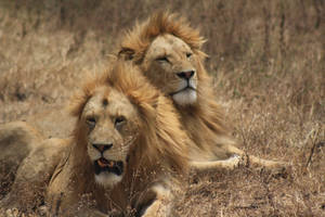 Lions (2) - Tanzania, Ngorongoro Conservation Area