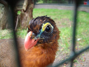 Bird in zoo berlin