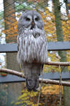 great owl by mimose-stock