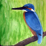 Alcedo atthis