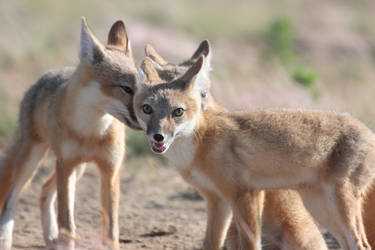 Swift Fox 28