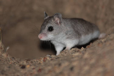 Northern Grasshopper Mouse Emerging from burrow