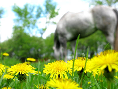 A horse in perspective