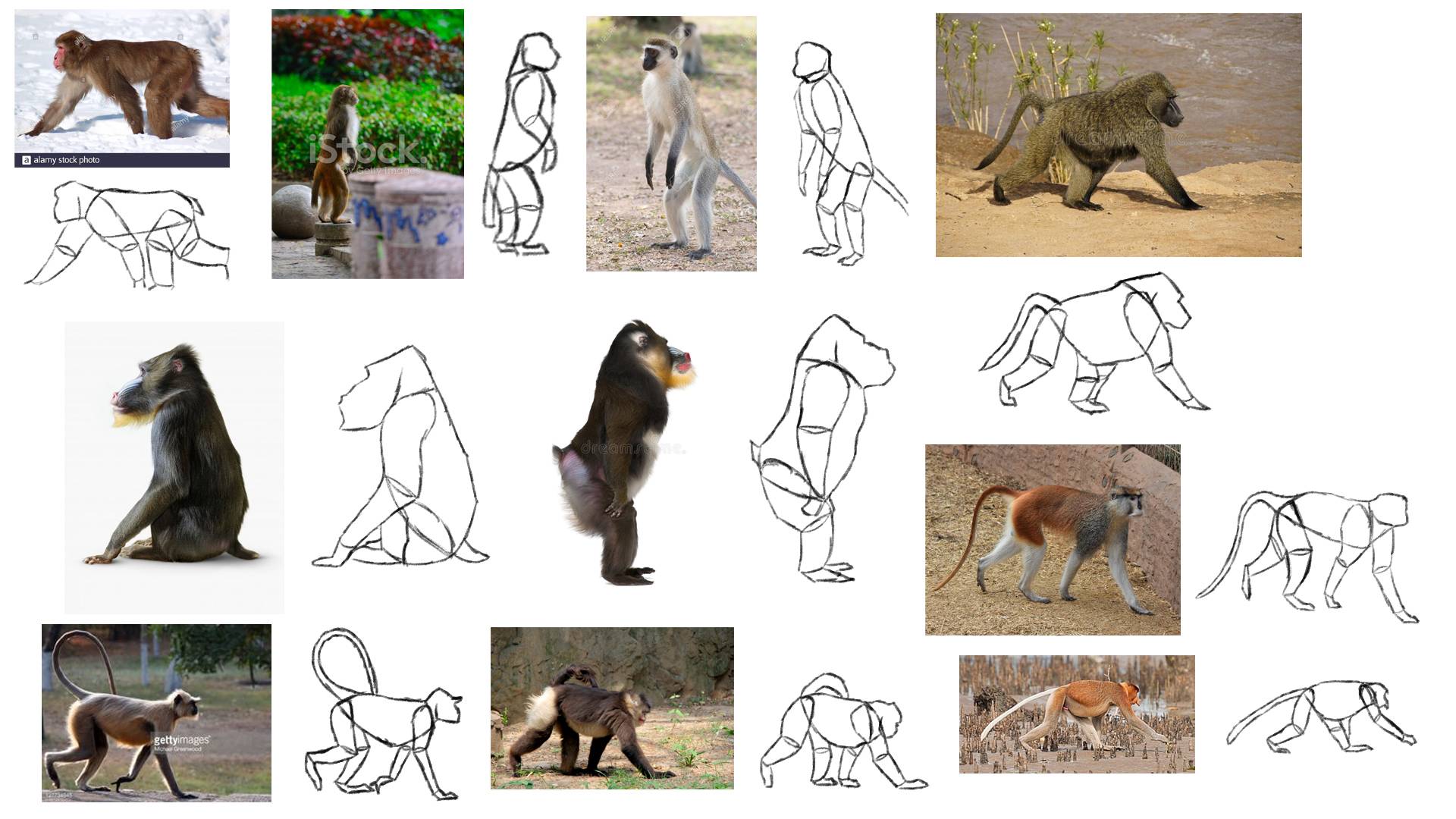 Primate Test Tutorial: Old World by zebG on DeviantArt