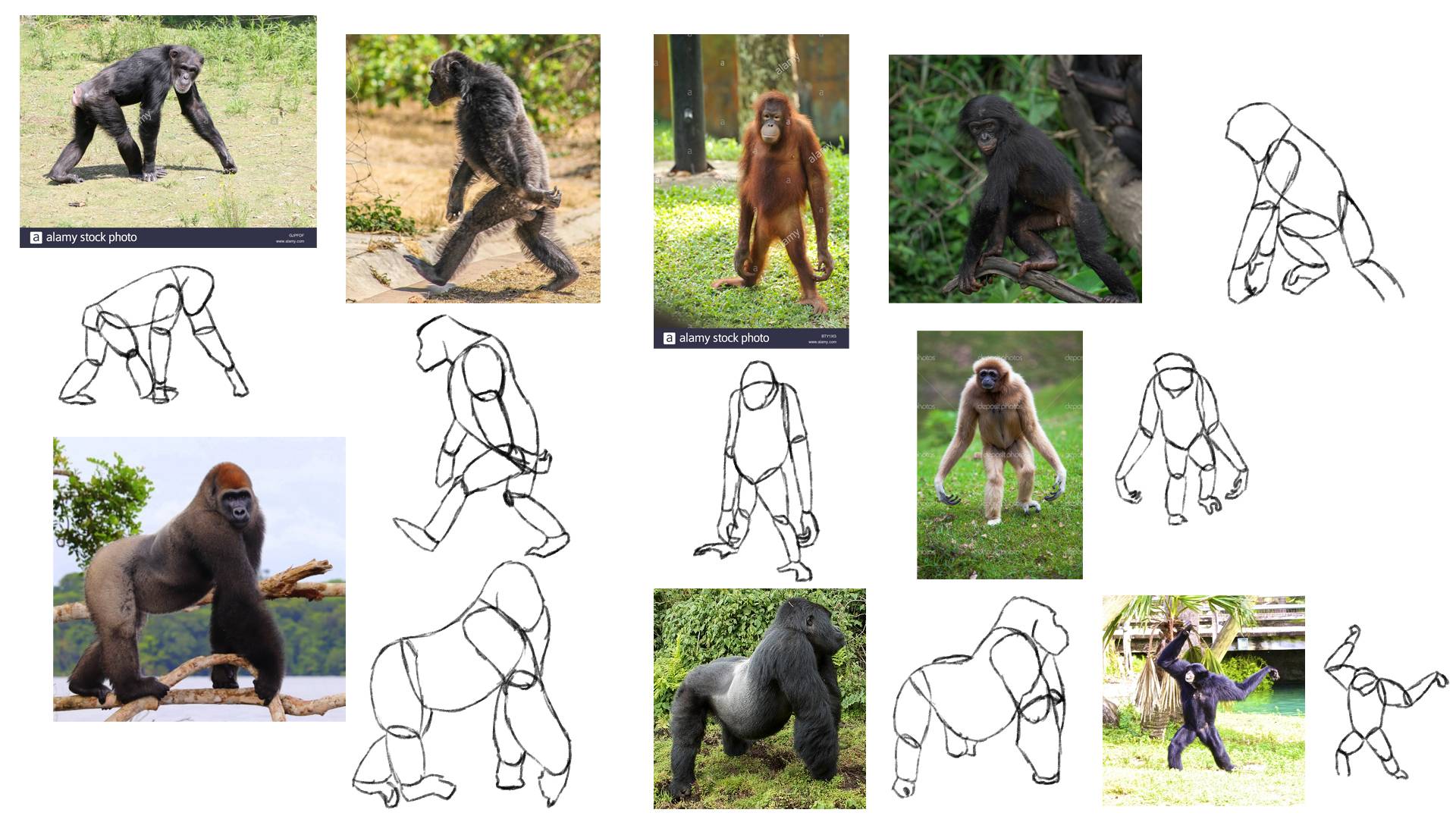 Primate Test Tutorial: Apes by zebG on DeviantArt