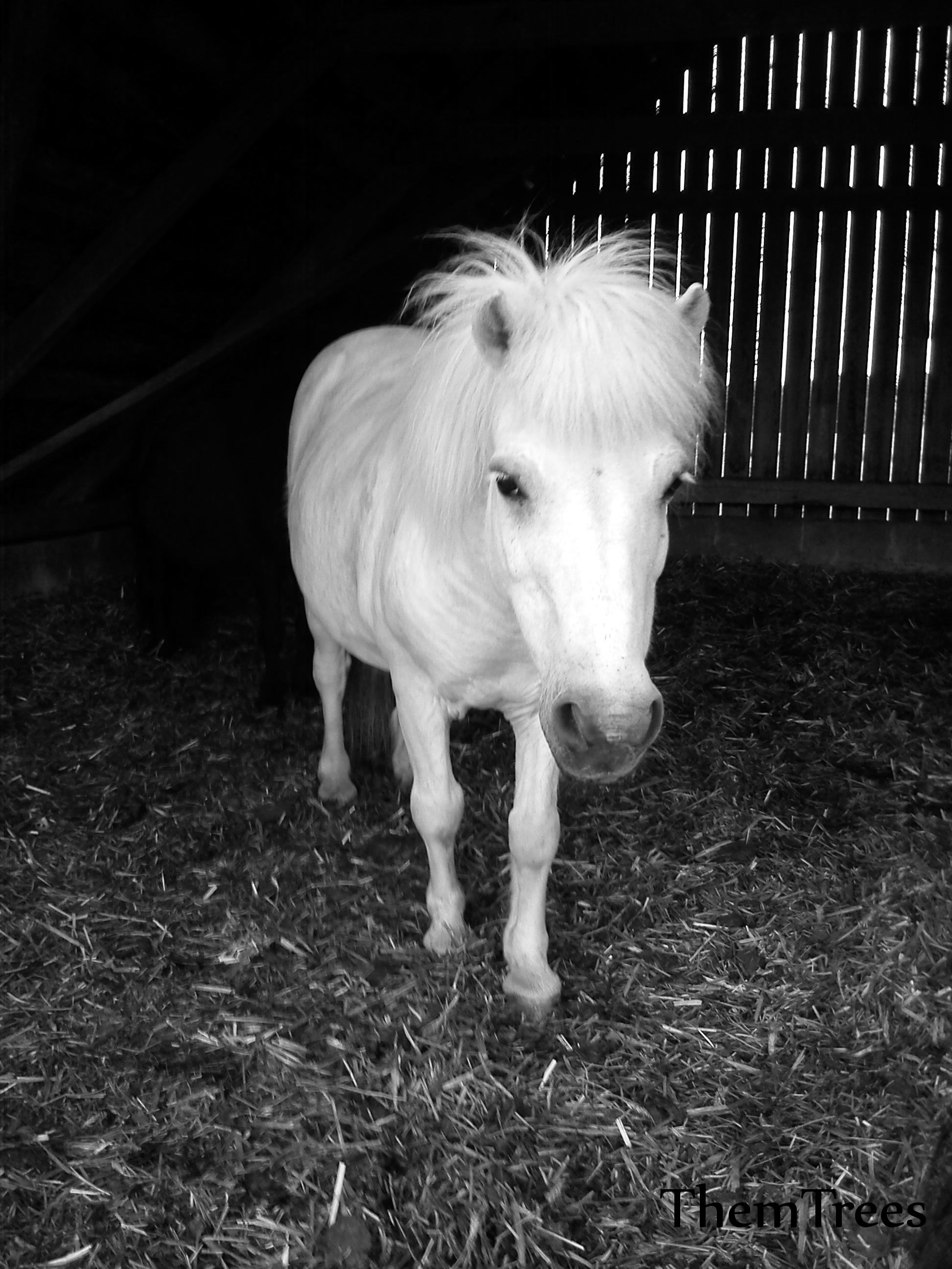 Little horse