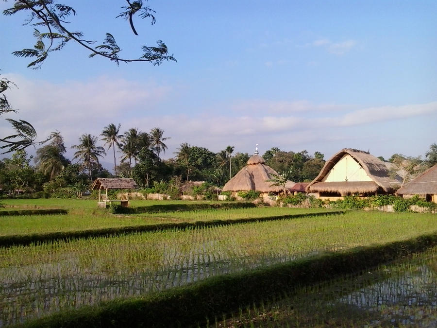 Sawah 3