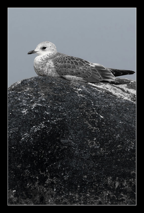 Dull Gull