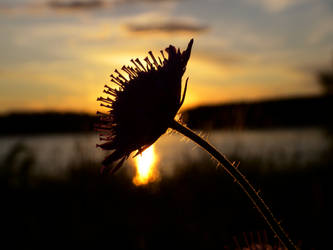 sunset flower