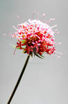 Red and Grey Flower by tpphotography