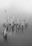 Reeds by tpphotography