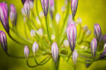 Flower Spread by tpphotography