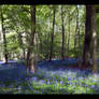 Bluebell Painting Effect