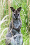 Wallaby by tpphotography