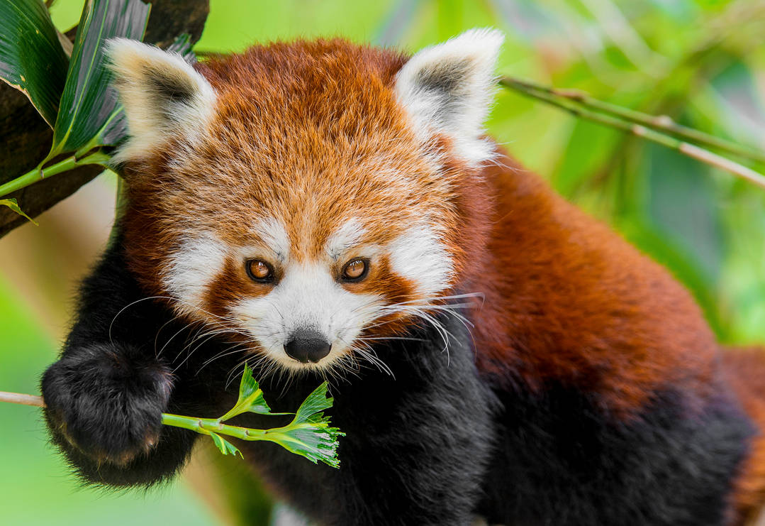 Red Panda 4