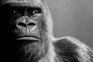 Gorilla 2 by tpphotography