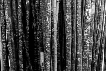 Bamboo Writings