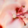 Macro Flower