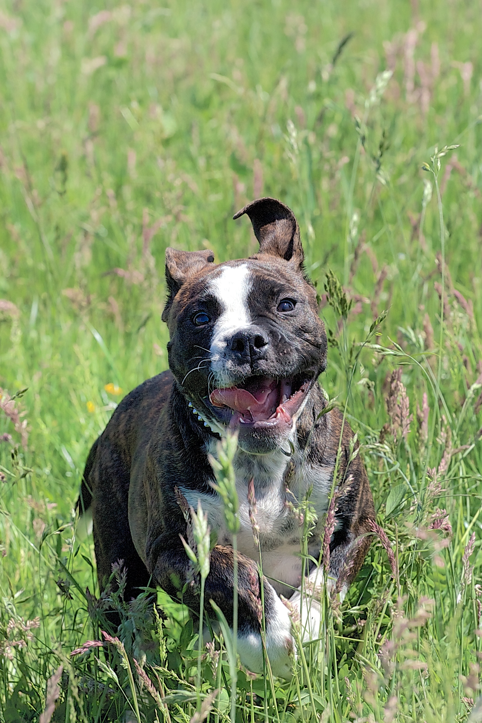 Olde English Bulldogge puppy