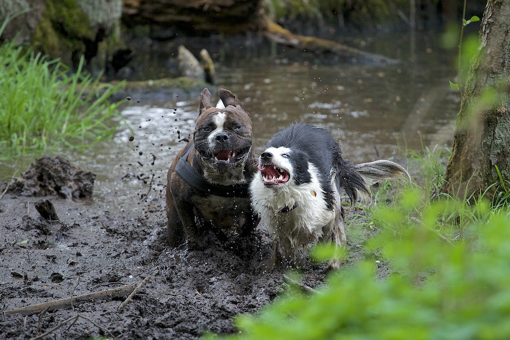 into the mud