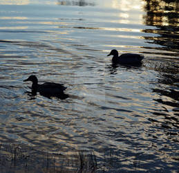 Ducks on a pond