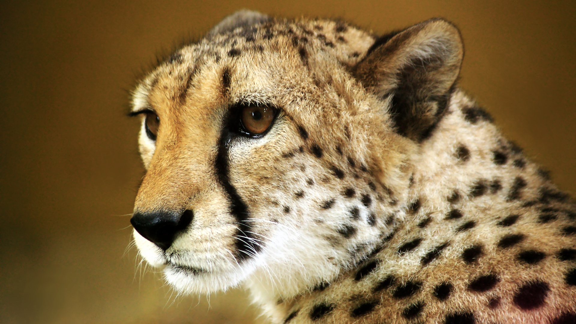 Cheetah Wallpaper 1920x1080 By Shavari1 On Deviantart