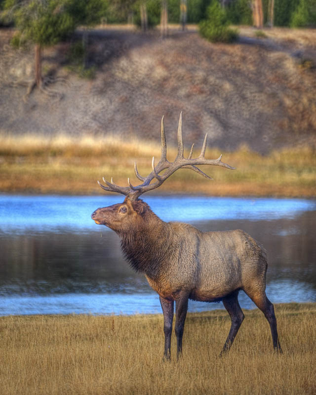 Bull Elk in Yellowstone