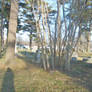 Cemetary2