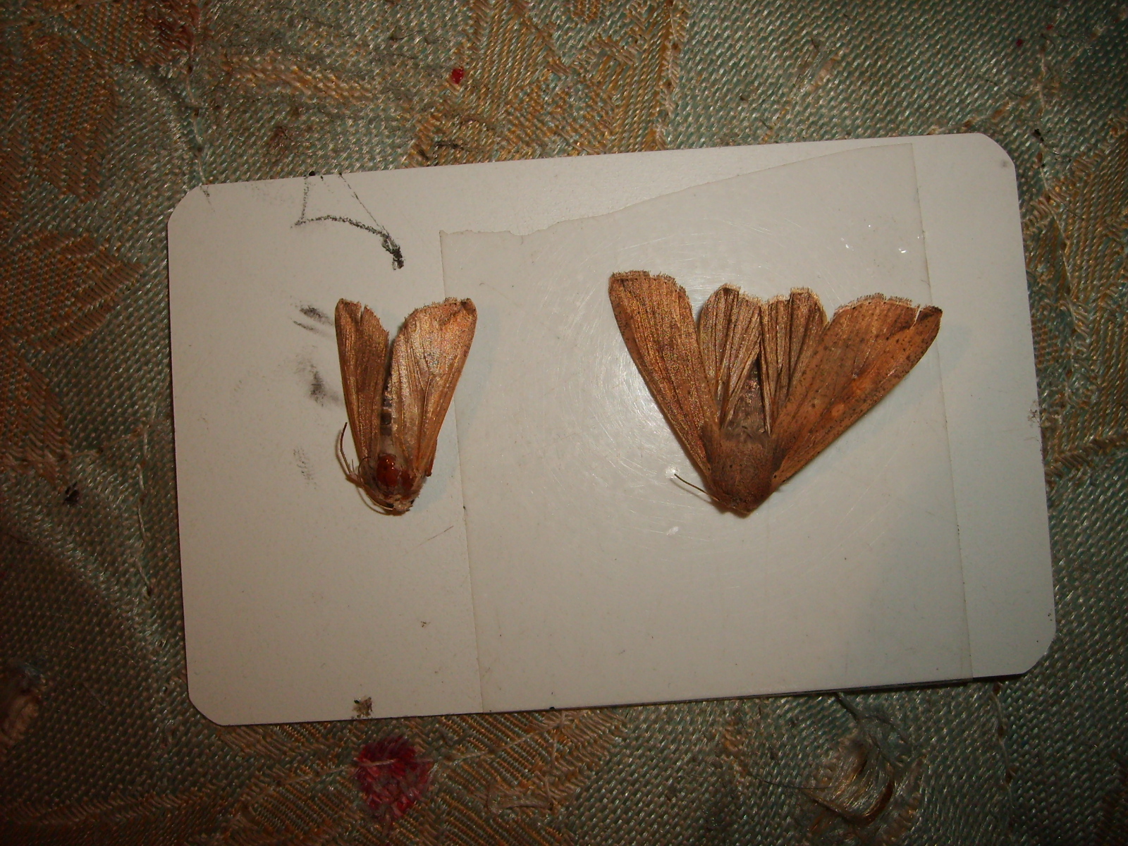 Moth2