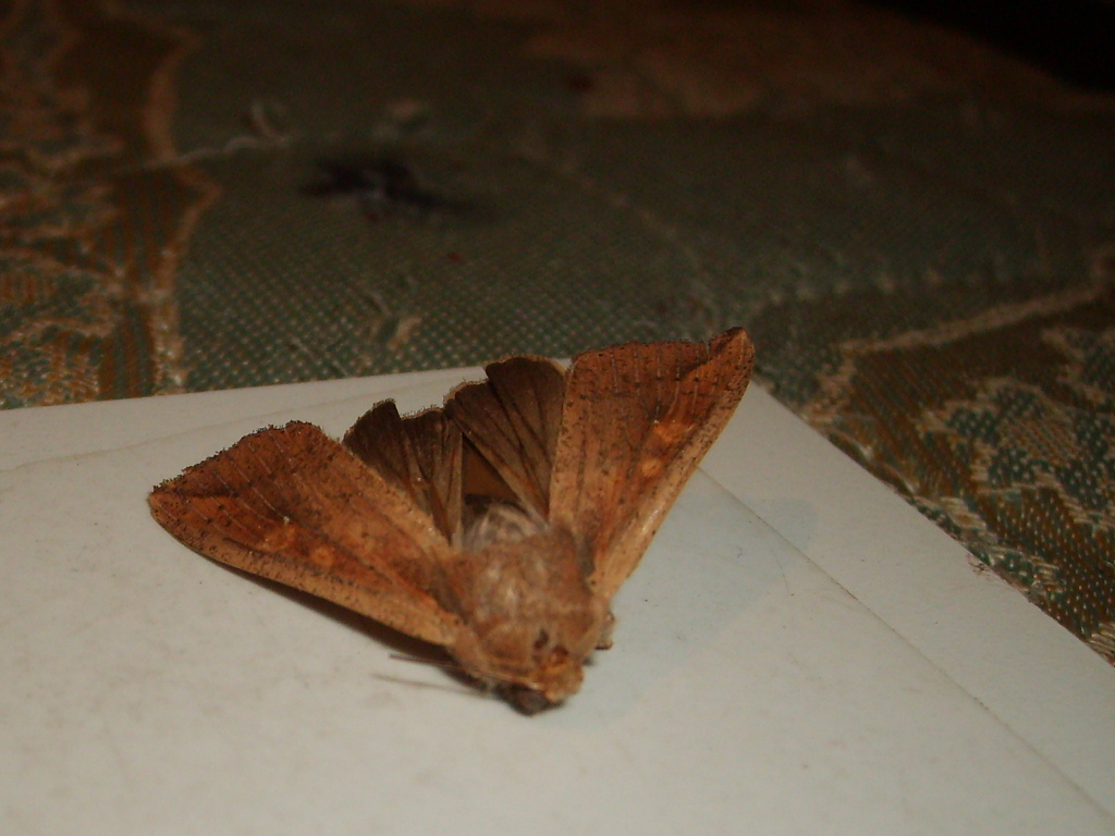 Moth3