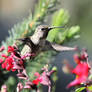 Hummingbird