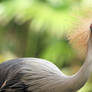 Crowned Crane