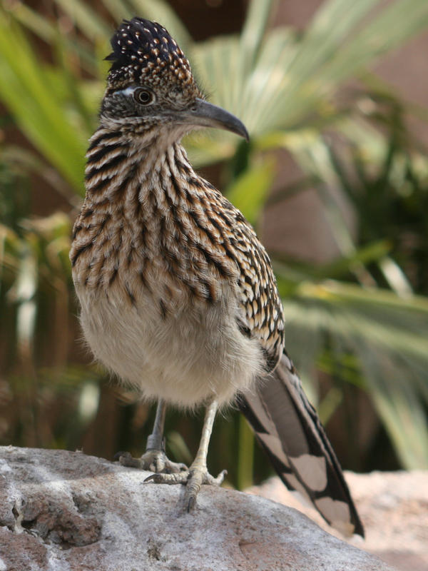 Roadrunner