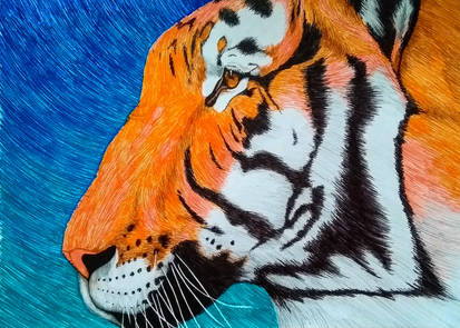 Tiger full page colour