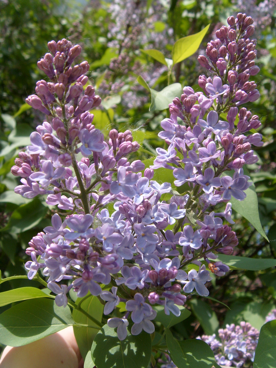 Lilac Blossom