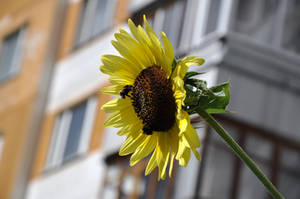 Sunflower and Bumblebees