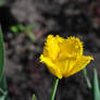 Yellow Shaggy Tulip