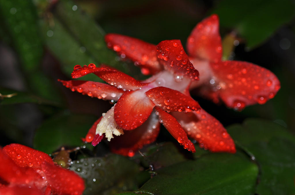 Schlumbergera