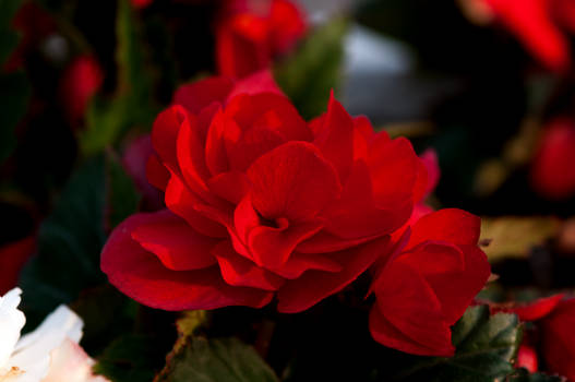 Begonia