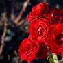 Red Roses