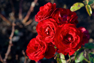 Red Roses